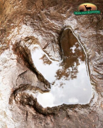 Dinosaur Tracks Found