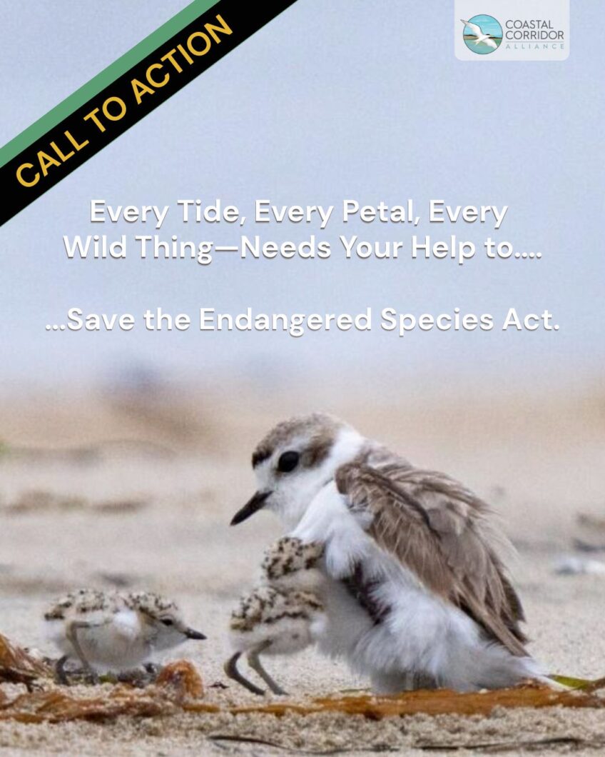 Take Action to Protect Species