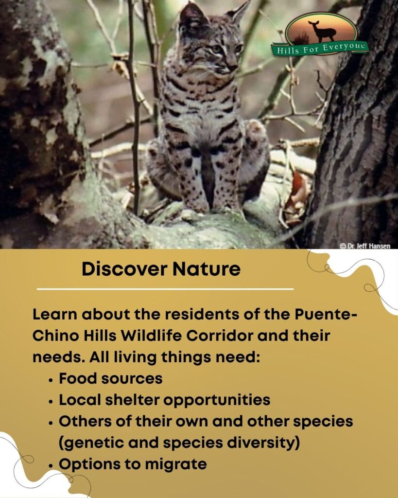 A bobcat on the top with the HFE logo upper right. Below it is a mustard yellow background. The title is: Discover Nature. Below it is text that reads: Learn about the residents of the Puente-Chino Hills Wildlife Corridor and their needs. All living things need: Food sources Local shelter opportunities Others of their own and other species (genetic and species diversity) Options to migrate