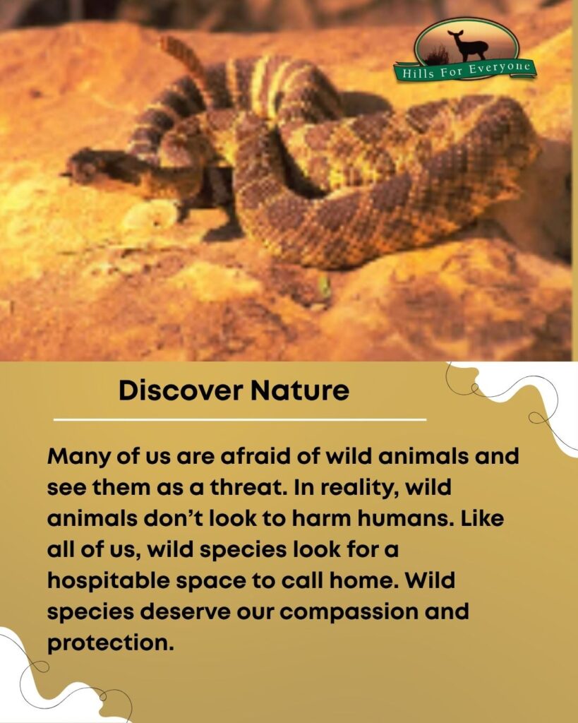 A rattlesnake on a rock on the top with the HFE logo upper right. Below it is a mustard yellow background. The title is: Discover Nature. Below it is text that reads: Many of us are afraid of wild animals and see them as a threat. In reality, wild animals don’t look to harm humans. Like all of us, wild species look for a hospitable space to call home. Wild species deserve our compassion and protection.