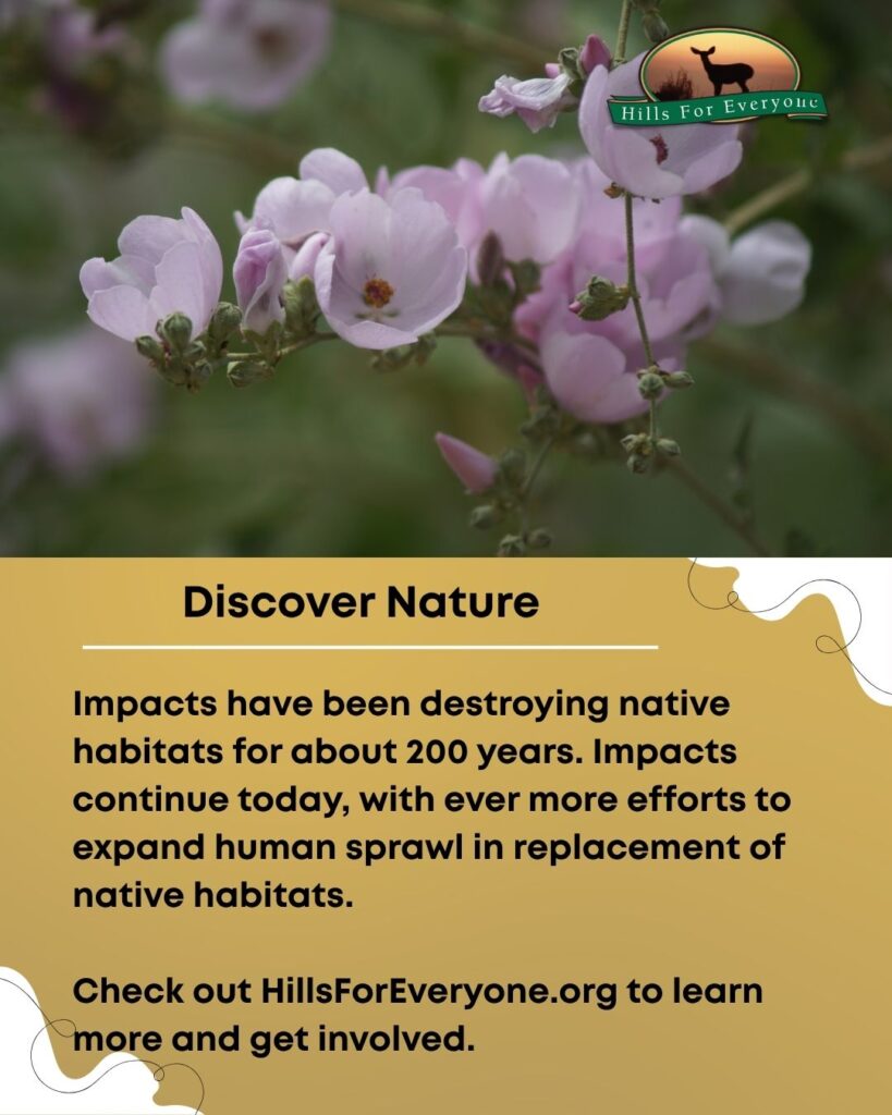 A cute pink flower on a branch against a green backdrop on the top with the HFE logo upper right. Below it is a mustard yellow background. The title is: Discover Nature. Below it is text that reads: Impacts have been destroying native habitats for about 200 years. Impacts continue today, with ever more efforts to expand human sprawl in replacement of native habitats. Check out HillsForEveryone.org to learn more and get involved.