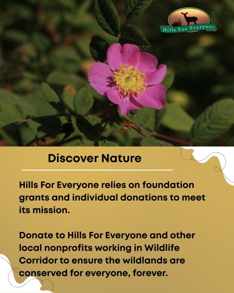 A California rose with green leaves surrounding it on the top with the HFE logo upper right. Below it is a mustard yellow background. The title is: Discover Nature. Below it is text that reads: Hills For Everyone relies on foundation grants and individual donations to meet its mission. Donate to Hills For Everyone and other local nonprofits working in Wildlife Corridor to ensure the wildlands are conserved for everyone, forever.