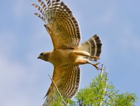 Birdwatching Made Easy