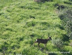 Help Us Buy One Acre