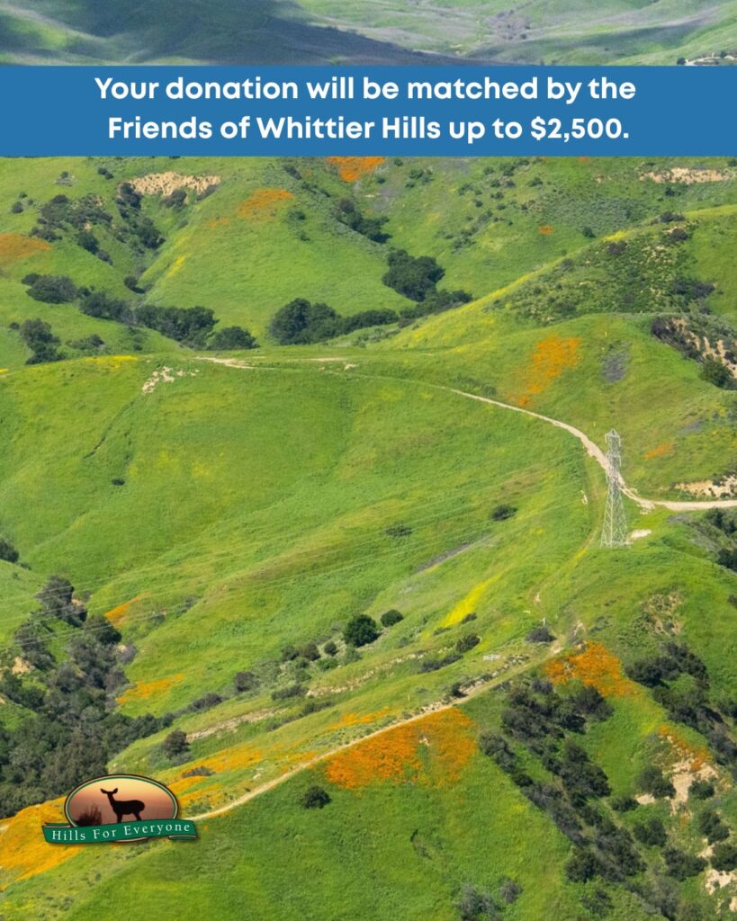 A photograph of green hills with areas of California poppies scattered about. There is a blue bar at the top that reads: Your donation will be matched by the Friends of Whittier Hills up to $2,500. The HFE logo is bottom left.