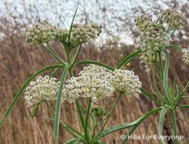 Milkweed Spotted