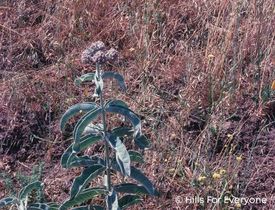 A photograph of milkweed.