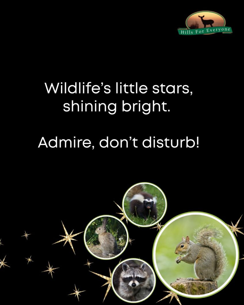 Wildlife Etiquette