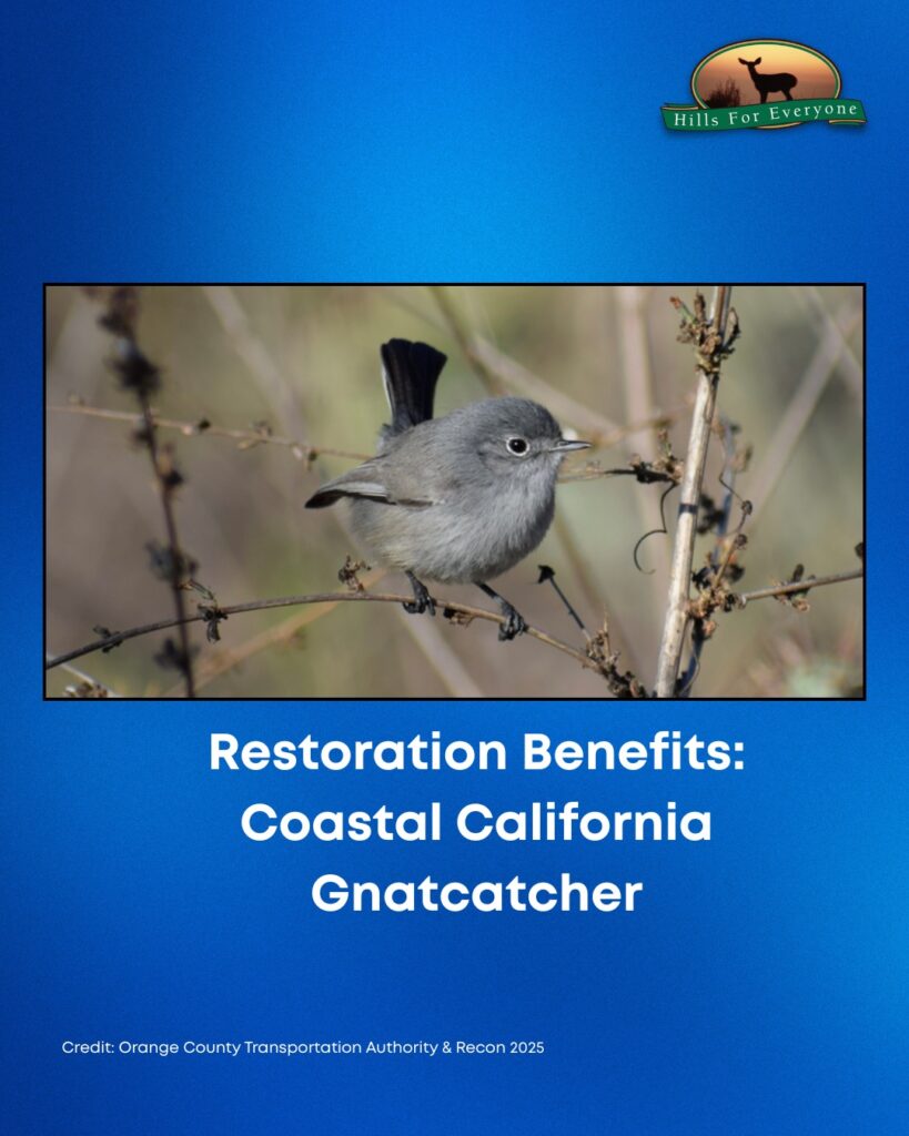 Set against a blue background the HFE logo is upper right. The title reads: Restoration Benefits: Coastal California Gnatcatcher. The photo is of the gnatcatcher.
