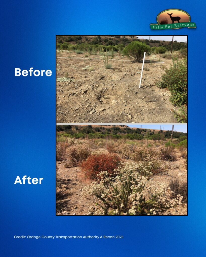 Set against a blue background the HFE logo is upper right. The title reads: Before (upper) and After (lower). There are two photos. The top photo bare dirt with a few plants. The bottom photo is buckwheat and other plants growing.