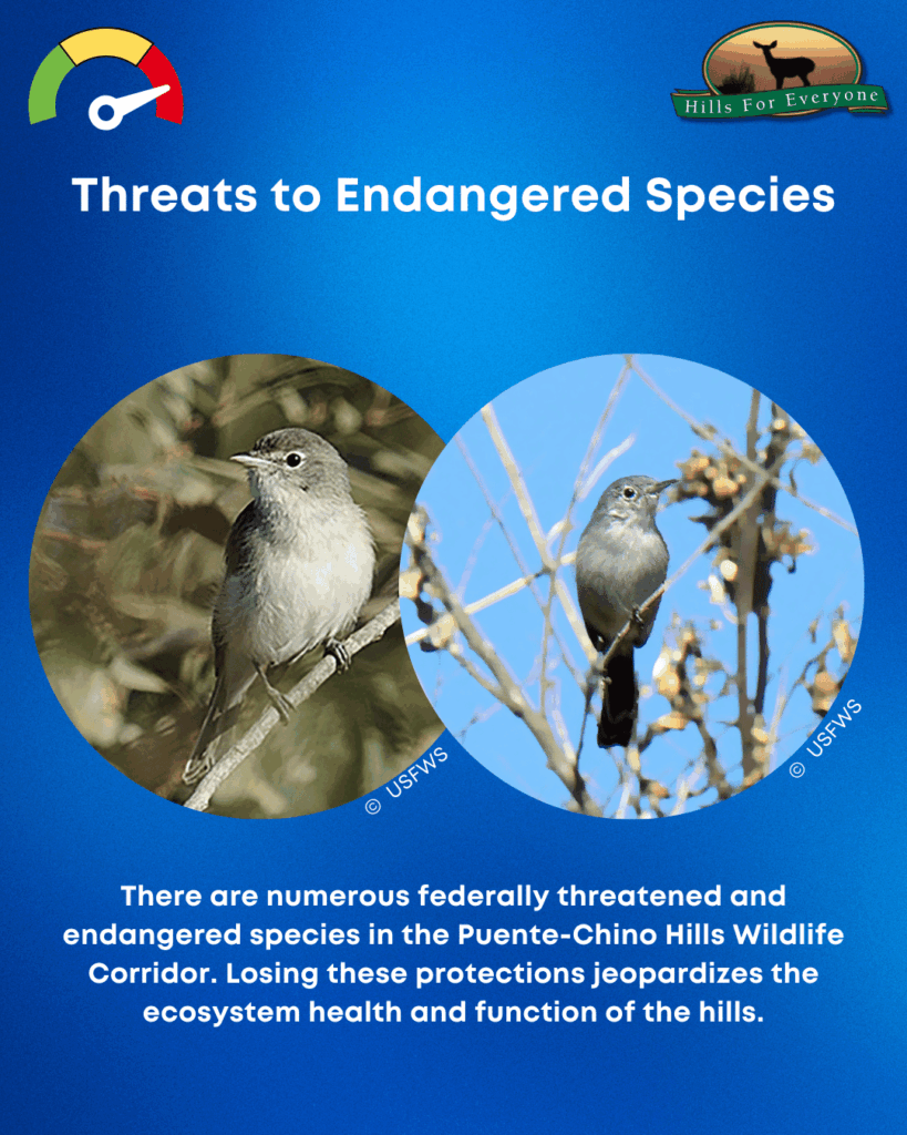 A blue background image with a thermometer on the left indication HIGH. On the right is the HFE Logo. Across the top is a "Threats to Endangered Species" title. In the middle are two circles with birds photographed in them. Below it, it reads: There are numerous federally threatened and endangered species in the Puente-Chino Hills Wildlife Corridor. Losing these protections jeopardizes the ecosystem health and function of the hills.