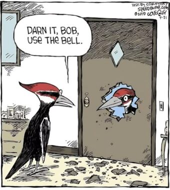 Woodpecker Humor
