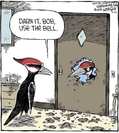 Woodpecker Humor