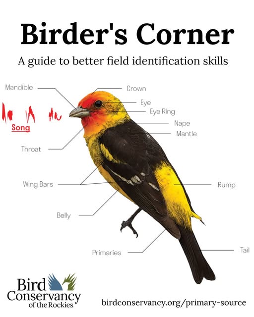Birder’s Corner