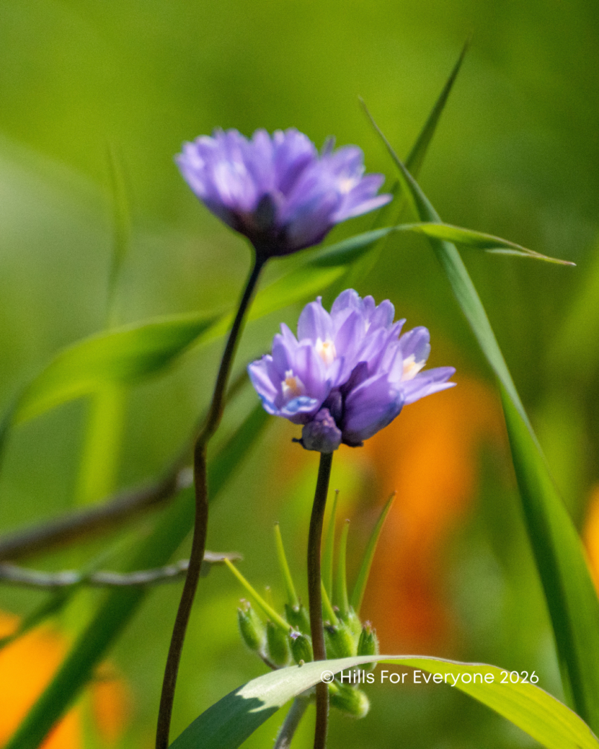 2026 Wildflower Season Looks Good