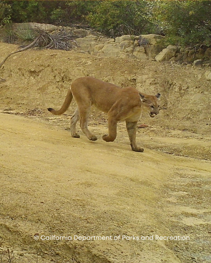 Help Save Local Mountain Lions