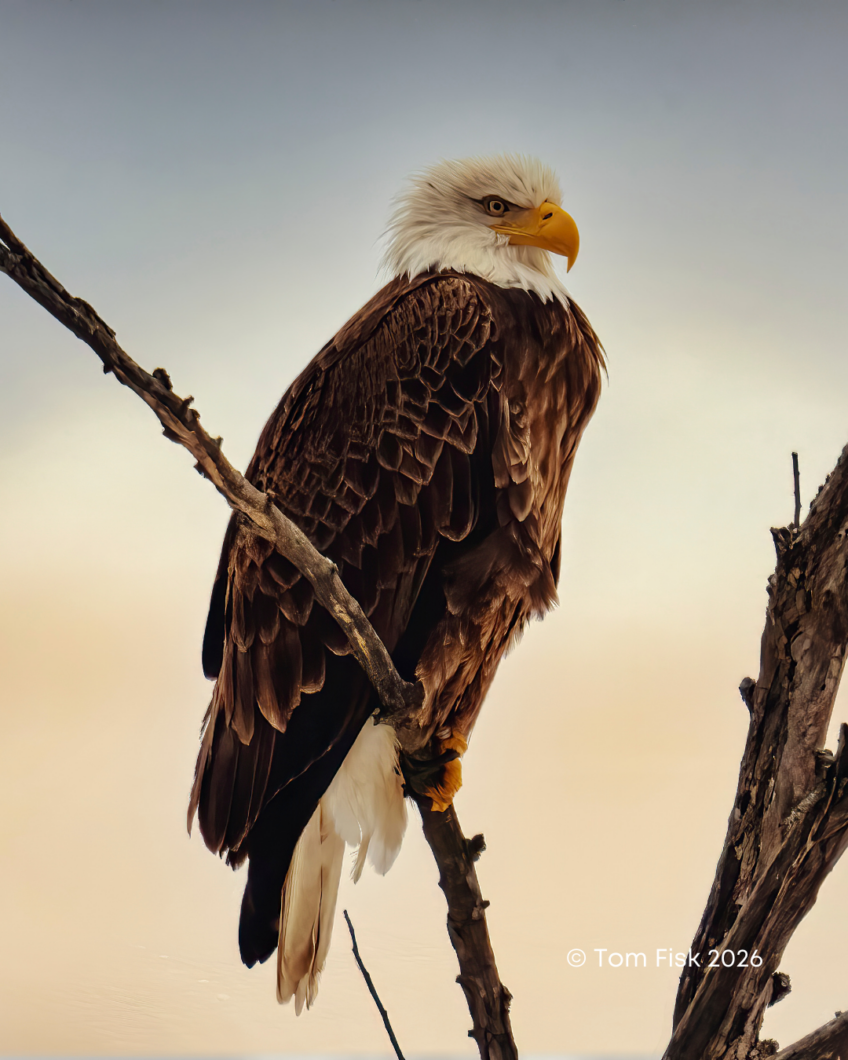 Review of a Wildlife Protection Book