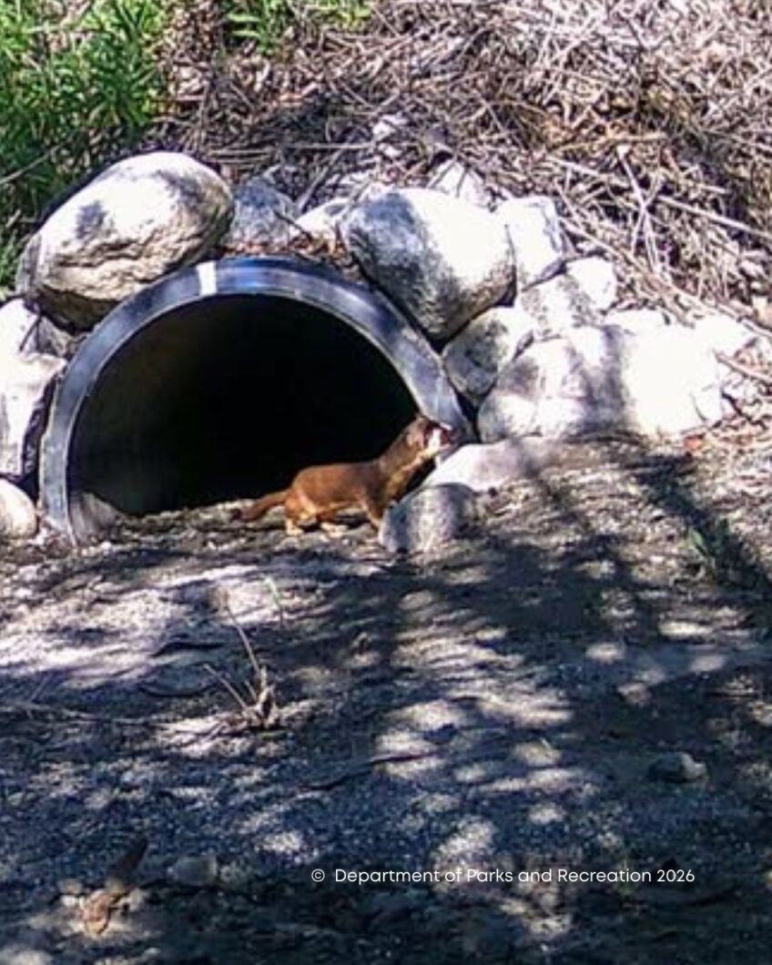 Long Tailed Weasel Spotted!