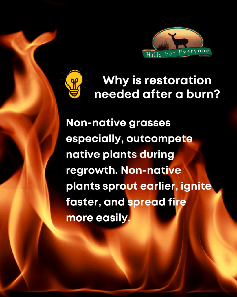 A background of flames against black with the HFE logo upper right. The text reads: Why is restoration needed after a burn? Non-native grasses especially, outcompete native plants during regrowth. Non-native plants sprout earlier, ignite faster, and spread fire more easily.