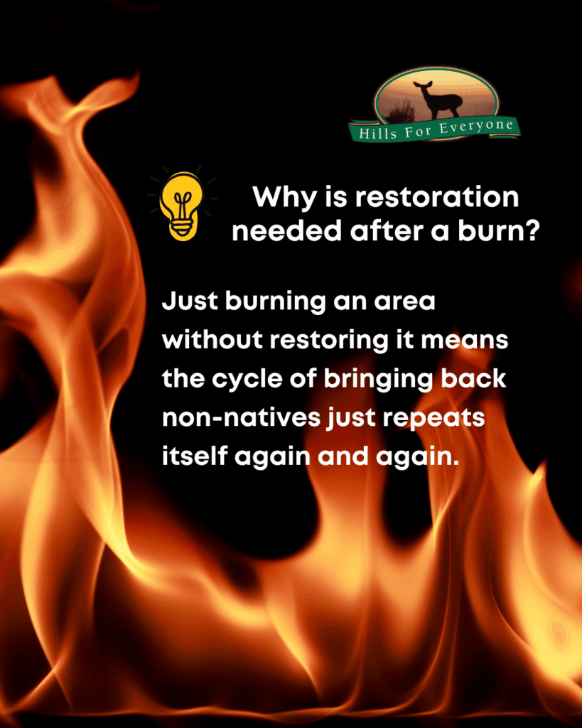 A background of flames against black with the HFE logo upper right. The text reads: Why is restoration
needed after a burn? Just burning an area without restoring it means the cycle of bringing back non-natives just repeats itself again and again.