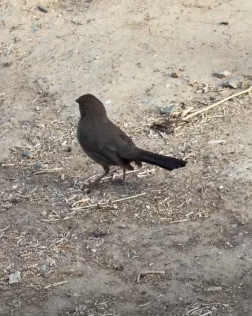 Spring in the State Park