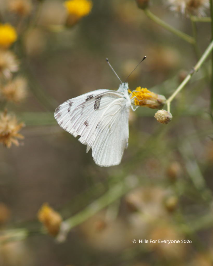 A photograph of a white butterfly with pale black specks on its upper wing tips.
