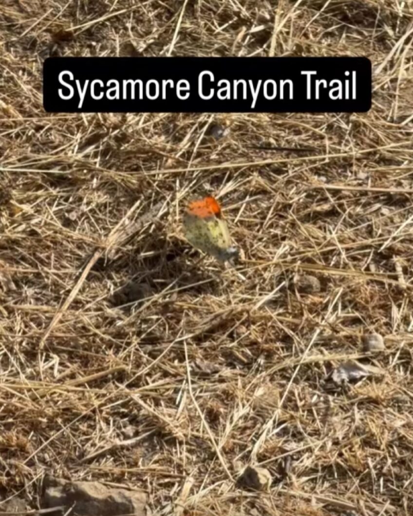 Sycamore Canyon Hike
