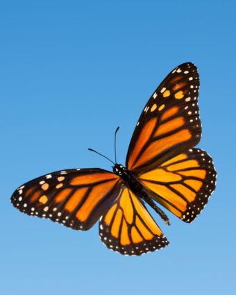 Spring Monarch Count