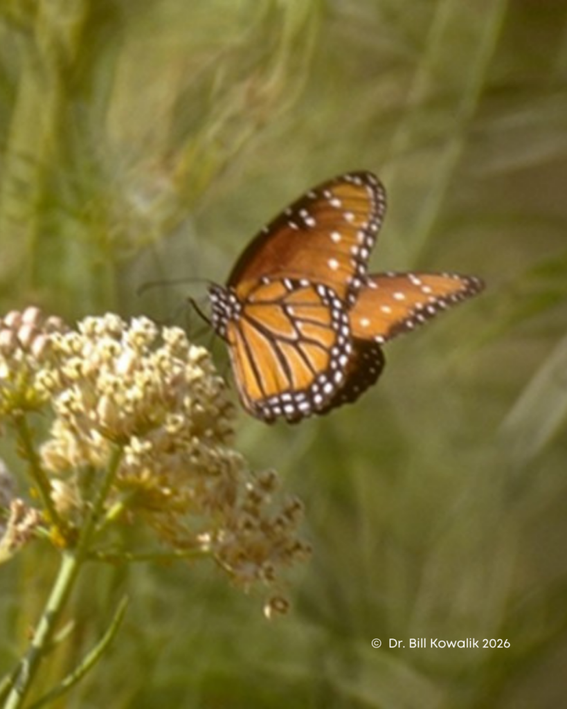 A photograph of an orange, black and white speckled monarch butterfly on milkweed.