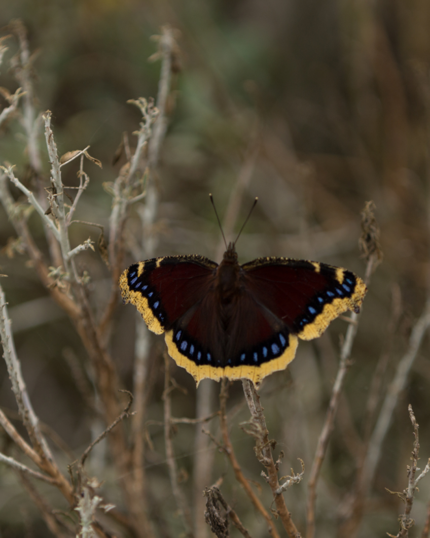 Butterfly Migration & Identification
