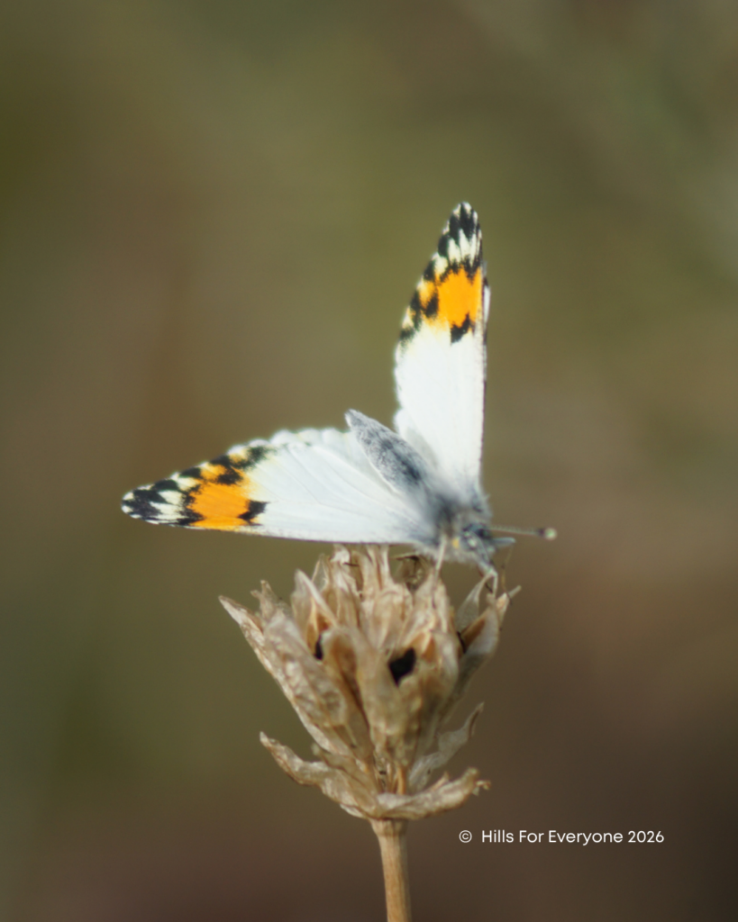 A photograph of a white butterfly with organ and black wingtips.