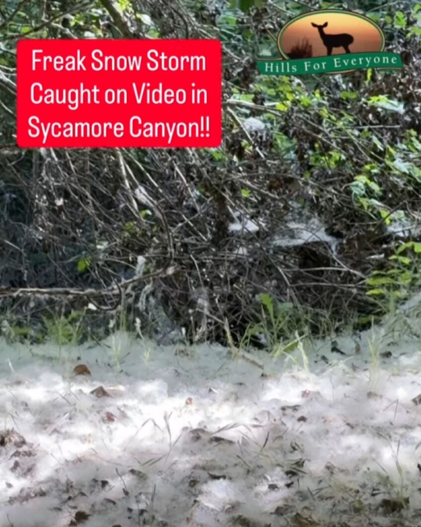 Snow in Sycamore Canyon