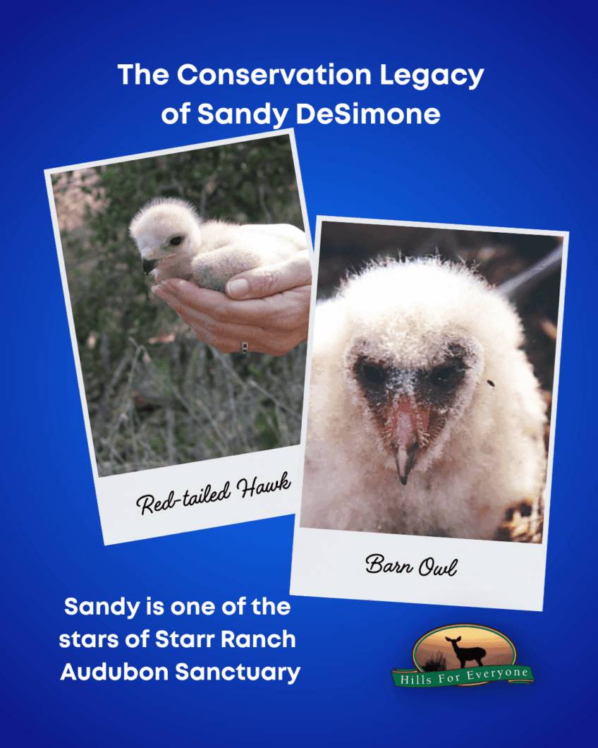 Loss of Sandy DeSimone