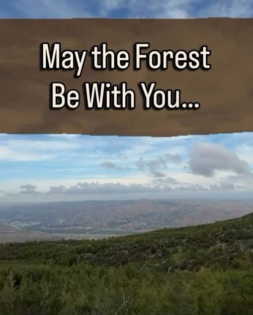 May the Forest Be With You