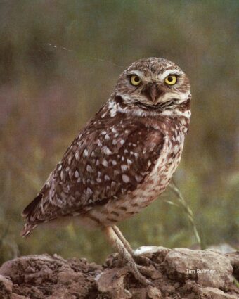 Western Burrowing Owls