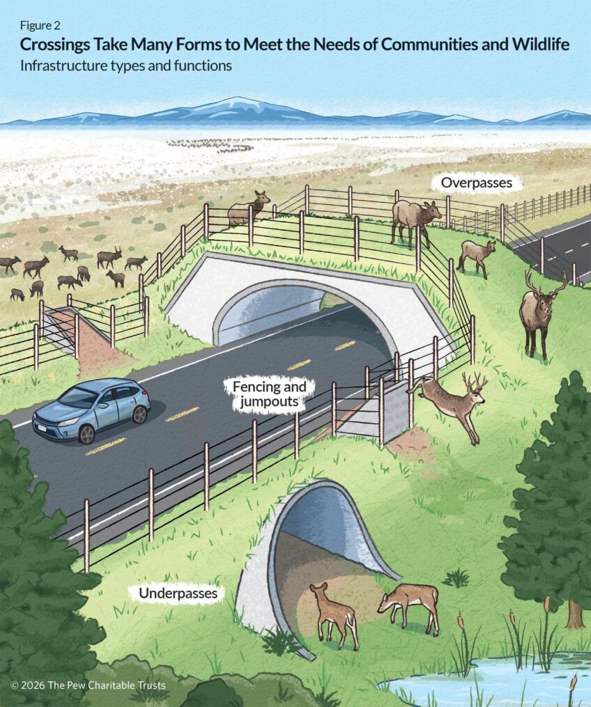 Wildlife Corridor Design