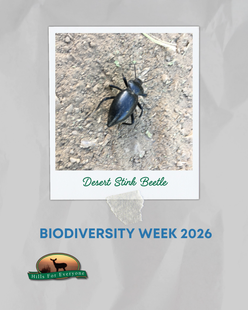 Against a grey crinkled background is a photograph frame labeled Desert Stink Beetle with a stink bug, it reads: Biodiversity Week 2026 below it. The HFE logo is bottom left.