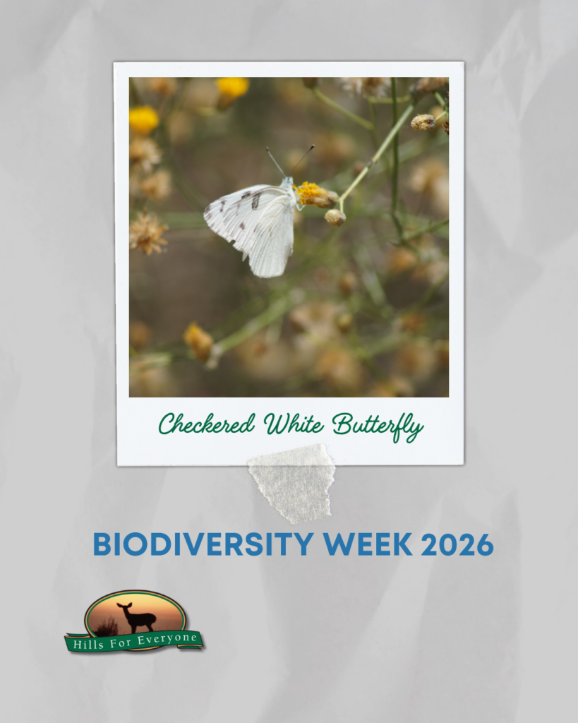 Against a grey crinkled background is a photograph frame labeled Checkered White Butterfly with a checkered white butterfly. it reads: Biodiversity Week 2026 below it. The HFE logo is bottom left.