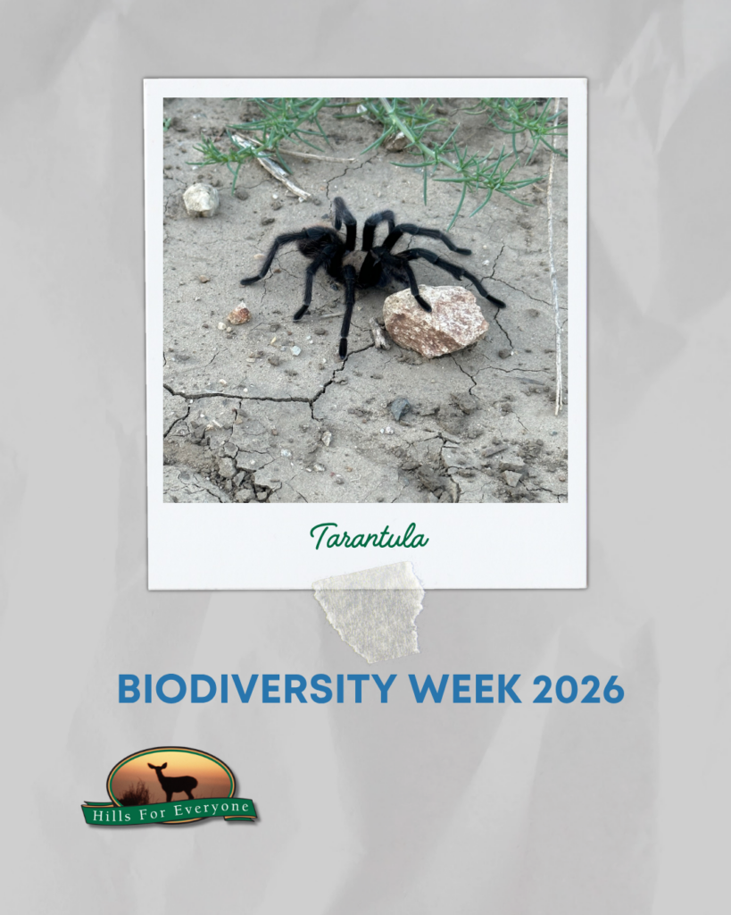 Against a grey crinkled background is a photograph frame labeled Tarantula with a tarantula. it reads: Biodiversity Week 2026 below it. The HFE logo is bottom left.
