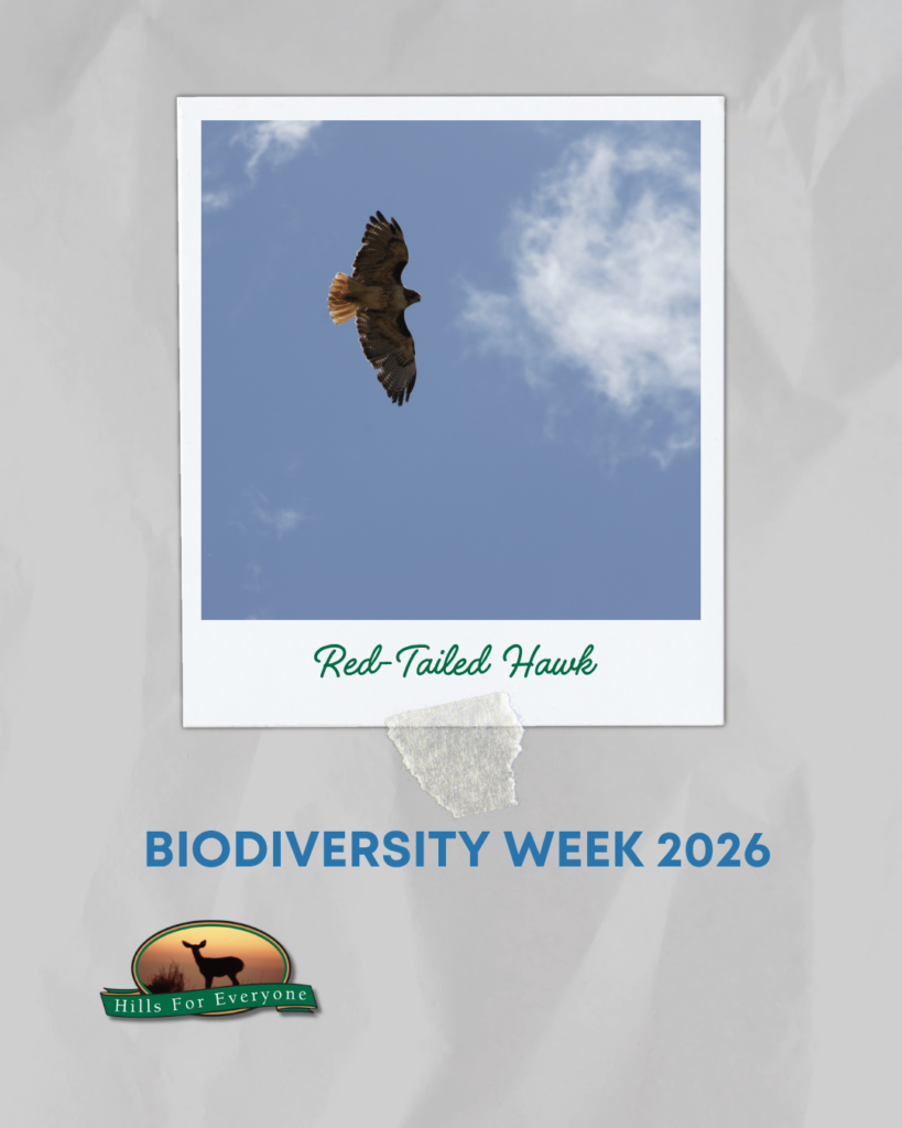 Against a grey crinkled background is a photograph frame labeled Red Tailed Hawk with a Red Tailed Hawk. it reads: Biodiversity Week 2026 below it. The HFE logo is bottom left.