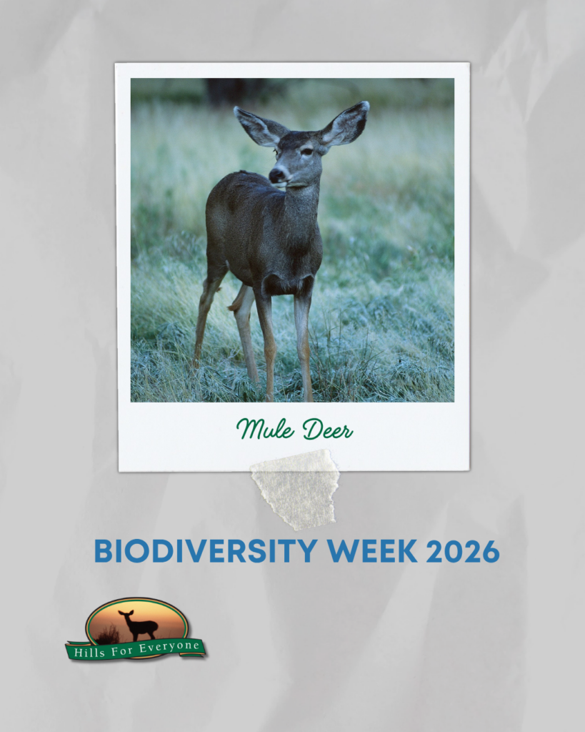 Against a grey crinkled background is a photograph frame labeledmule deer with a mule deer. it reads: Biodiversity Week 2026 below it. The HFE logo is bottom left.