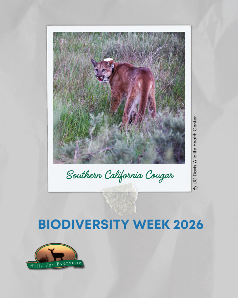 Against a grey crinkled background is a photograph frame labeled Southern California Cougar with a cougar. it reads: Biodiversity Week 2026 below it. The HFE logo is bottom left.